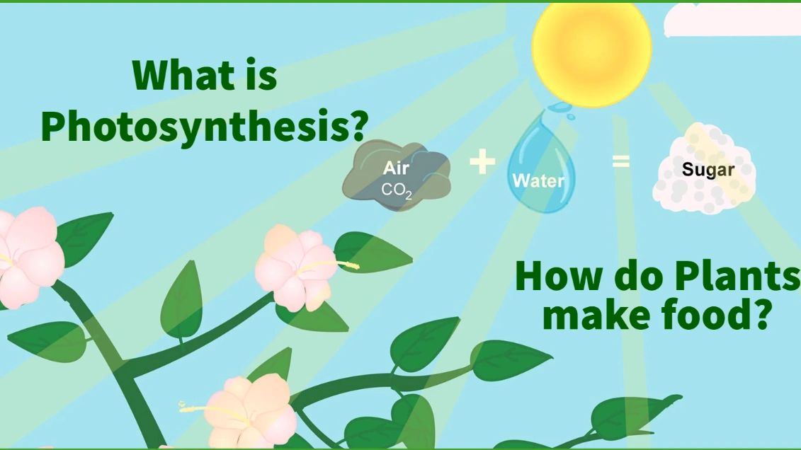 steps-of-photosynthesis-diagram